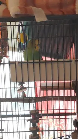 pickles the parakeet