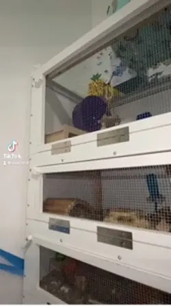 Hamster