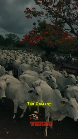 Tão singelos
