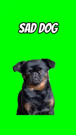 Sad dog 