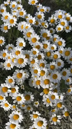 ایرانی✨