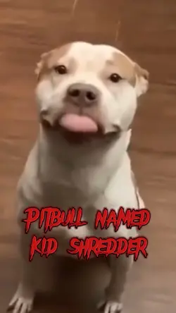 Pit bull meme