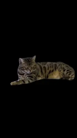 Artemis Bengal 
