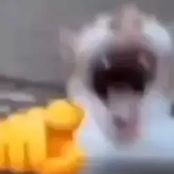 laugh cat