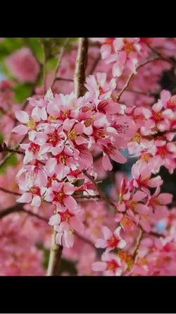 Beautiful flowers 🌺 