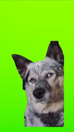 Talking Pup