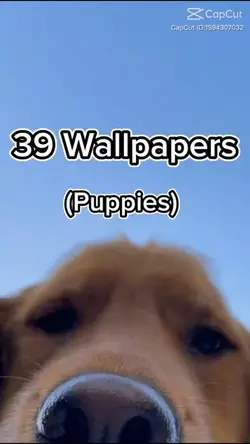 cute puppy wallpaper