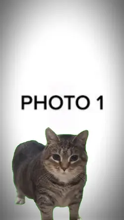 cat spinning overlay