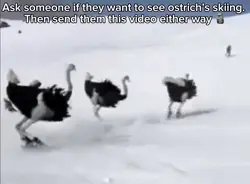 Ostrich Ski 
