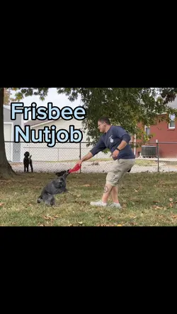 Slomo dog training