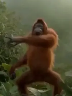 Funny Dancing Ape