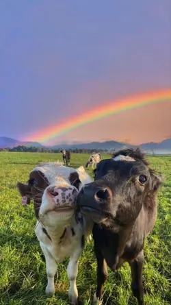 vacas kkk