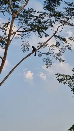 macaquinho solitário