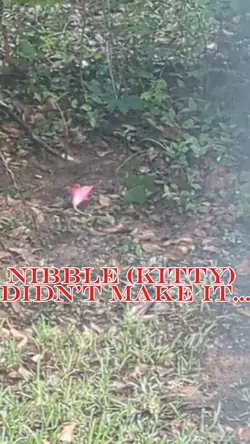 R.I.P. Nibble...