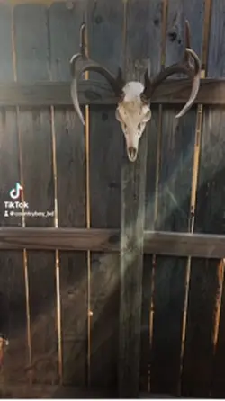 Big buck