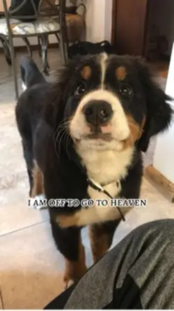 fly high doggie!