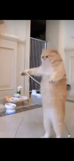 Un gato fitness 