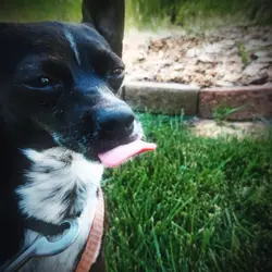 Doggos 