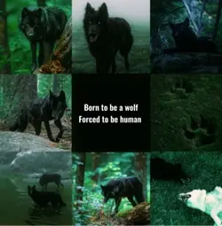 Wolves <3
