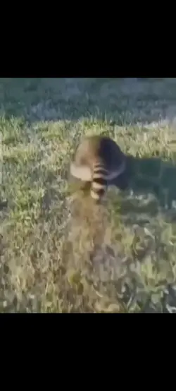 racoon meme