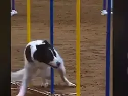 FLYBALL🐕💨🎾🥴