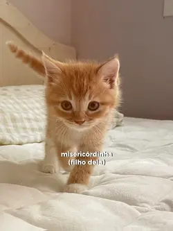 misericórdia 