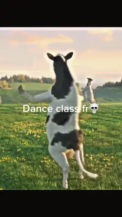 Cow dancing