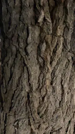 Elevator Edit  