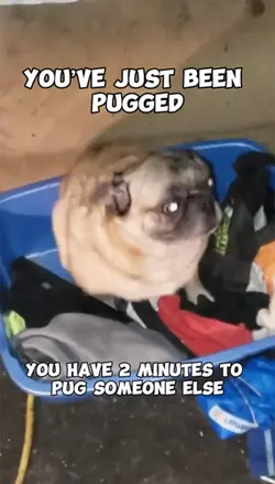 Pug