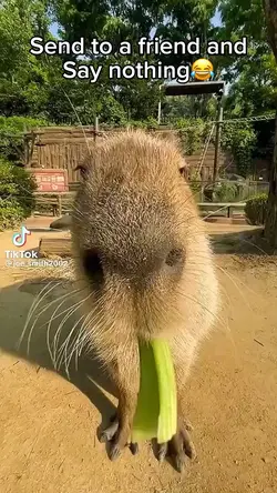 Capybara meme