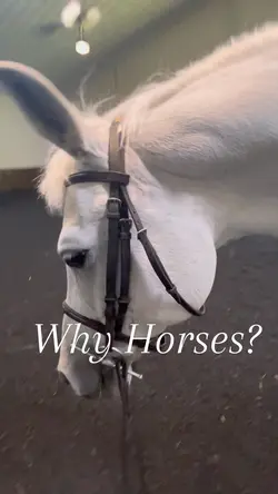 Why Horses?