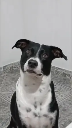 Cachorro engraçado