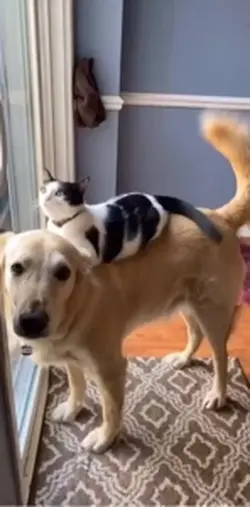 Cat and dog <3
