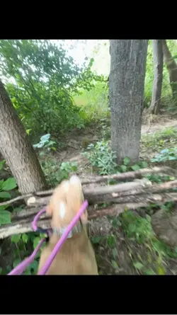 my dog jump 