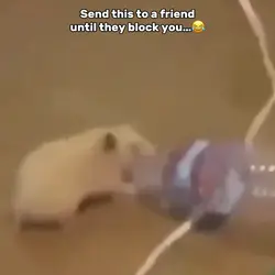 Rat Dance Meme