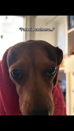 PARECIA CACHORRO