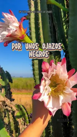 Un viejo Amor