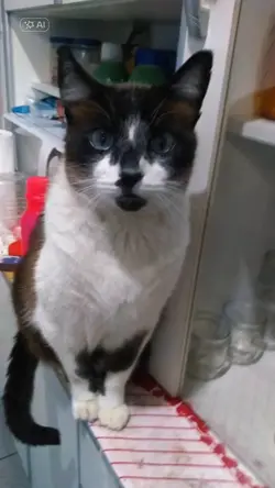Meu gato cantando