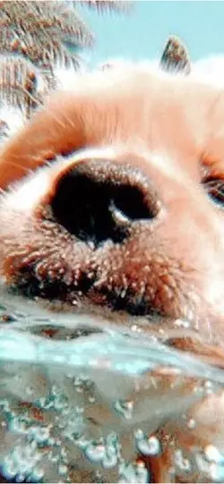 capycapycapybara 