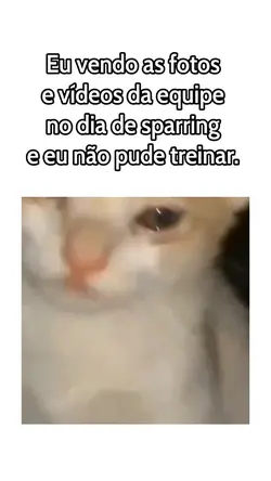 Gato chorando 