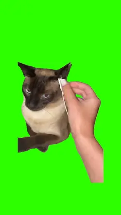 greenscreen cat