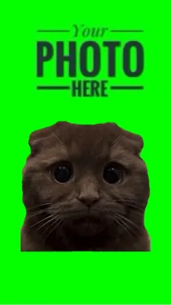 Cute Cat