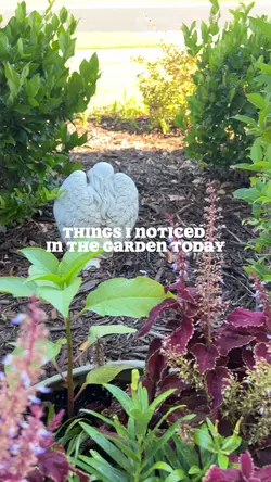 Garden sightings 
