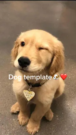Dog template🐶❤️