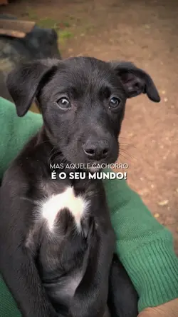 Meu cachorrinho 