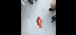 fish