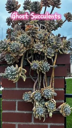 Ghost  succulent
