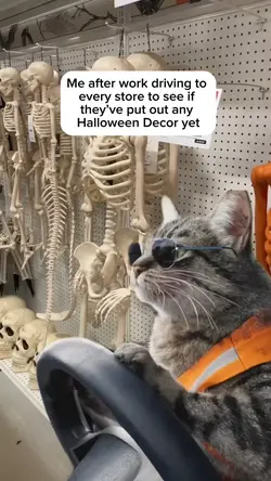 Cat Driving
