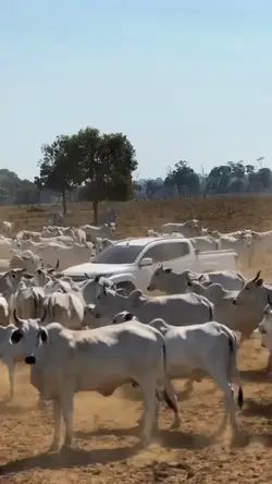 bruto de raça