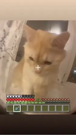 My cat weird ngl